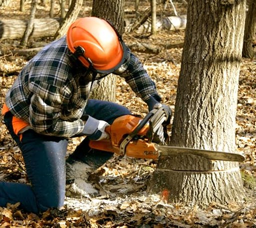 Tree Removal in Robbinston, ME